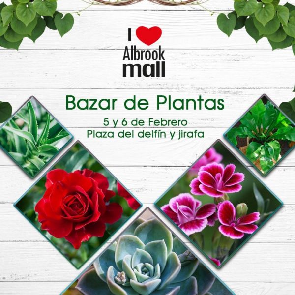 Bazar de Plantas