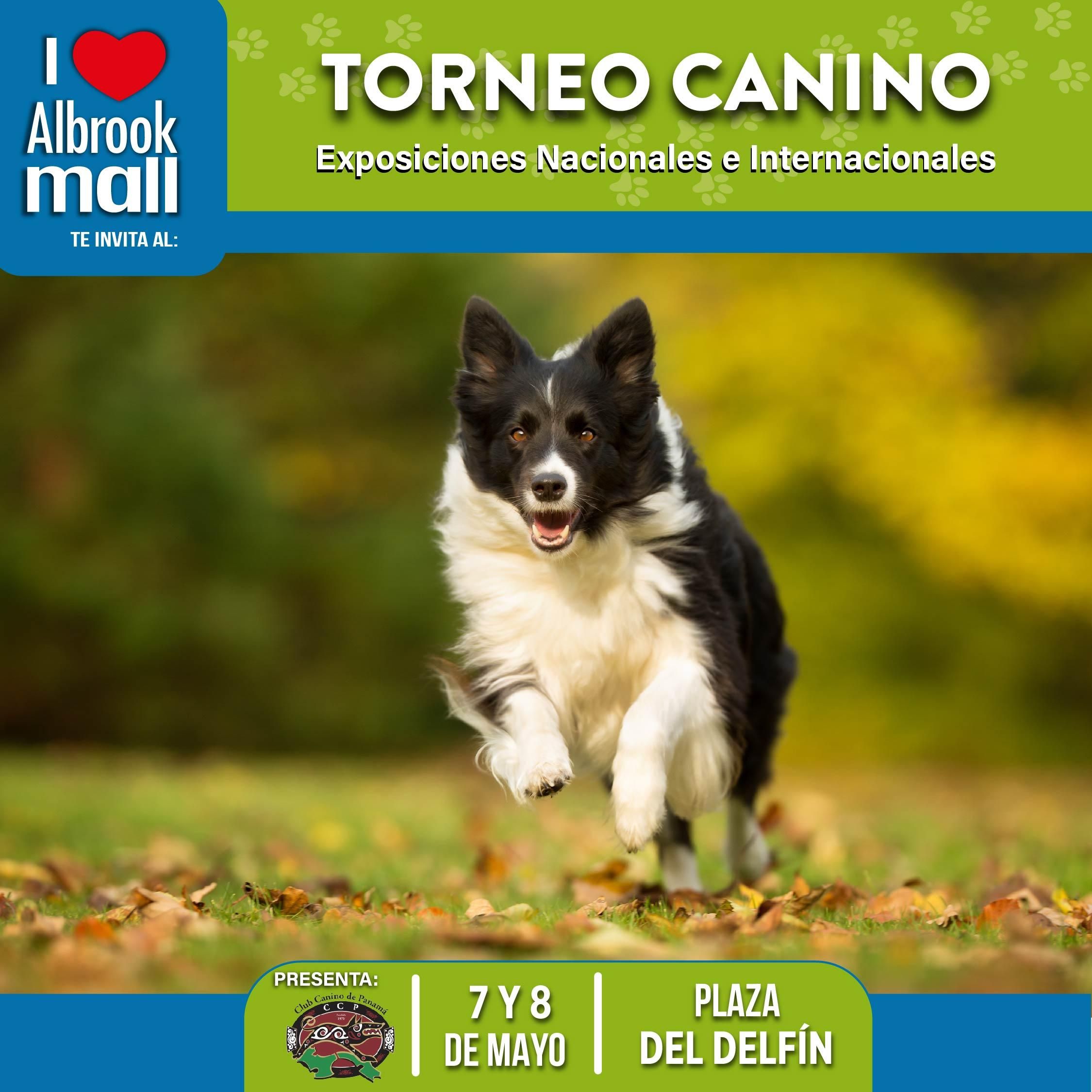 TORNEO CANINO